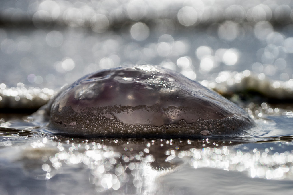 Jellyfish on a beach south of Dunure, Scotland