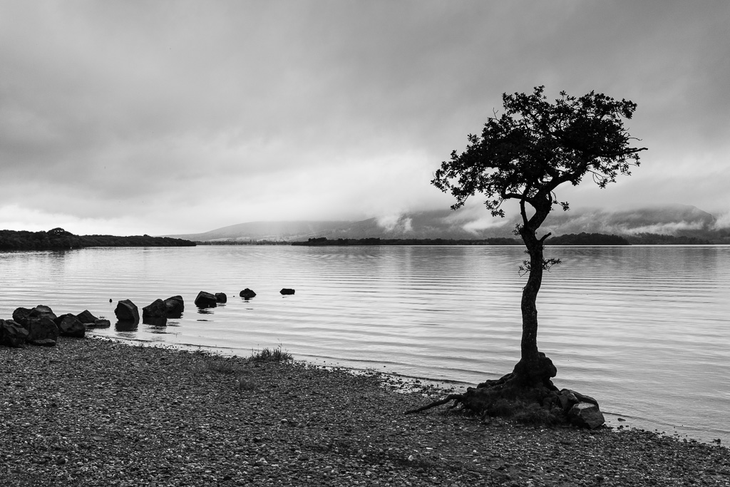 Tree on Milarrochy Bay, Loch Lomond, Scotland