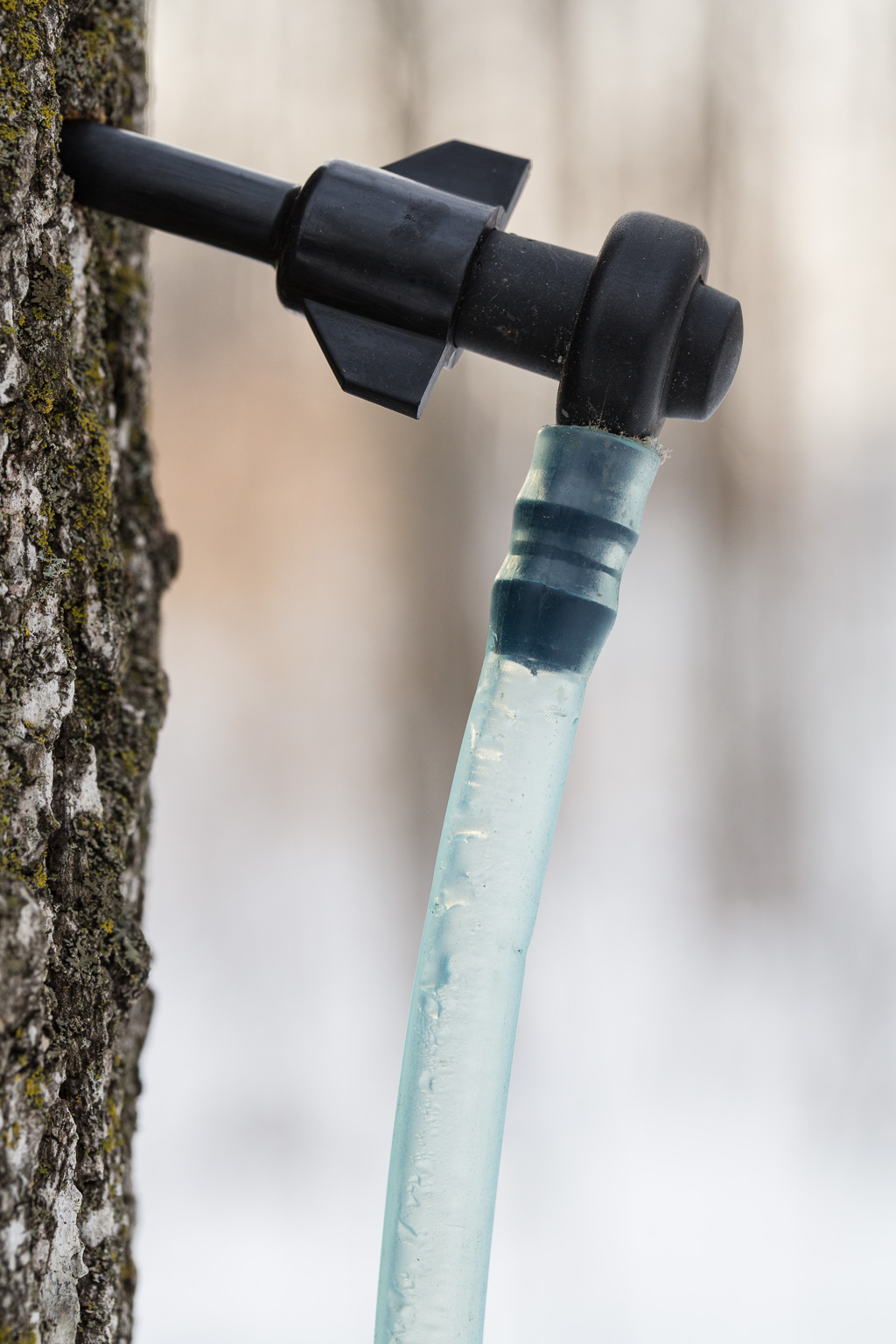Tapping a maple tree for sap.