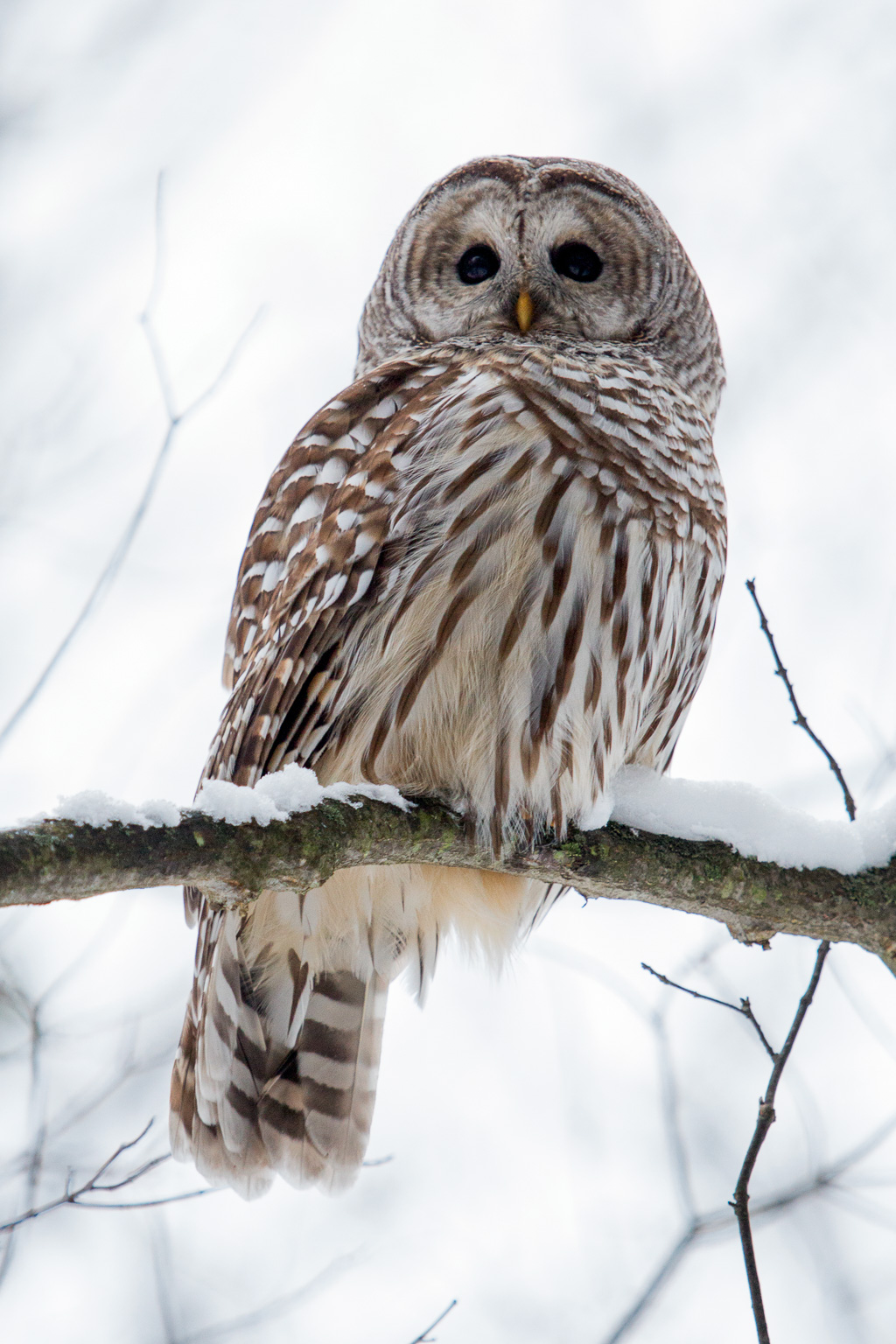 Barred Owl, Bob Lake, Haliburton, ON