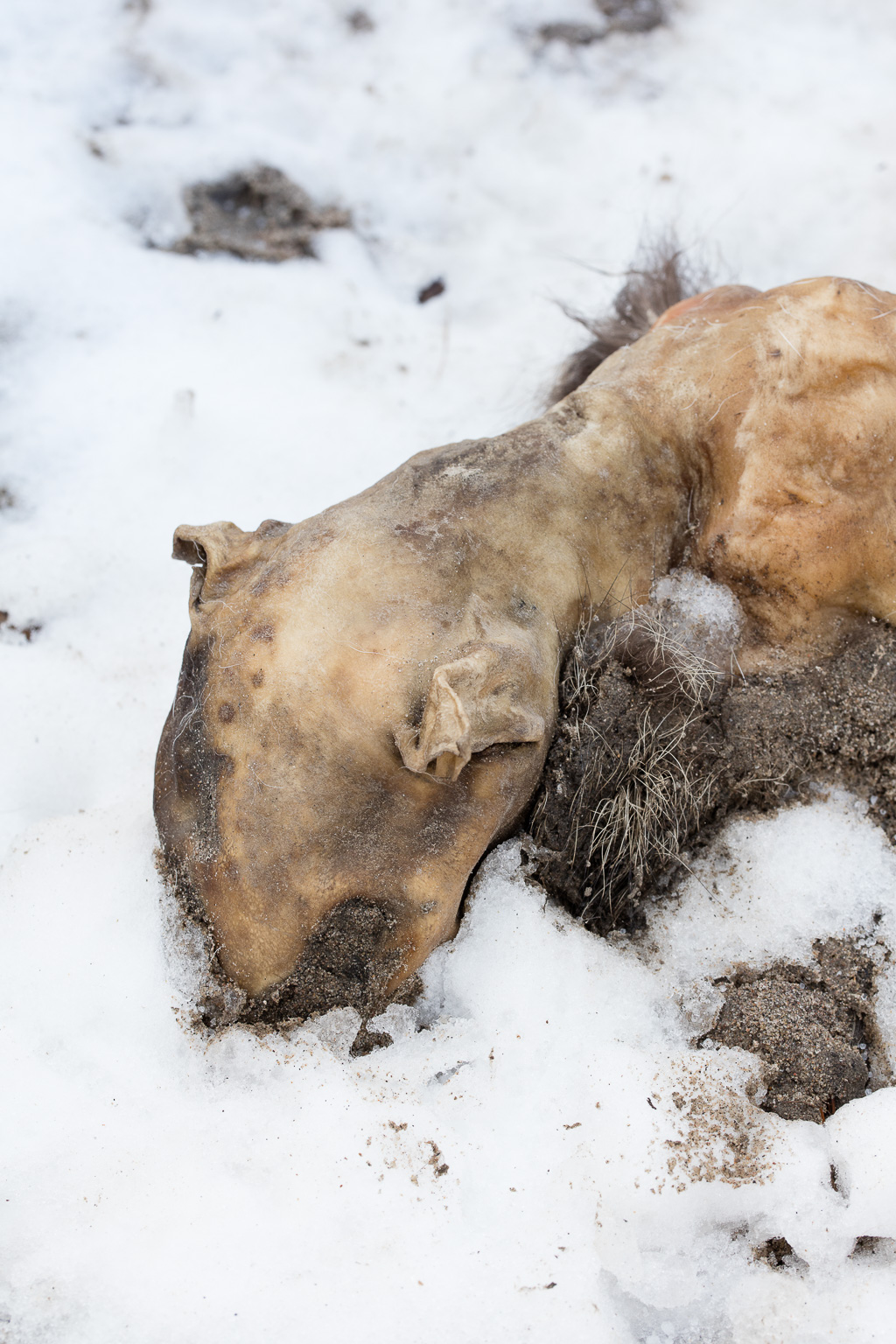Dead cat in snow, Lower Don Trail, Toronto