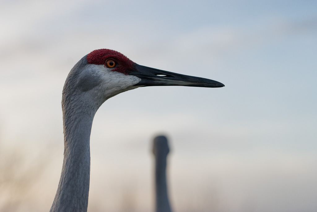 Close-up of a sandhill crane