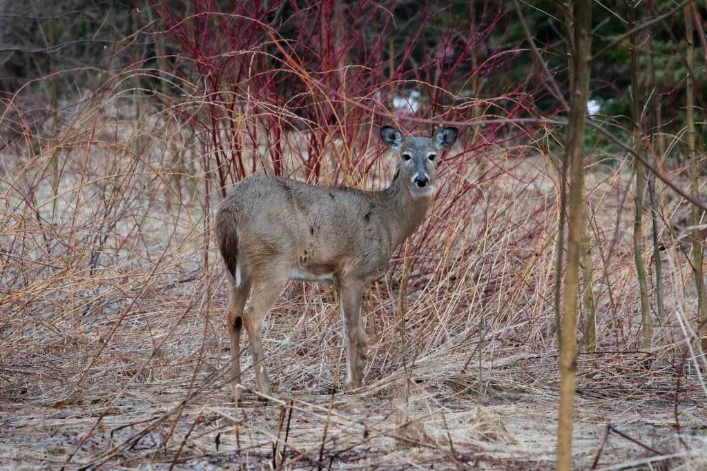 A deer caught unawares in rural Ontario