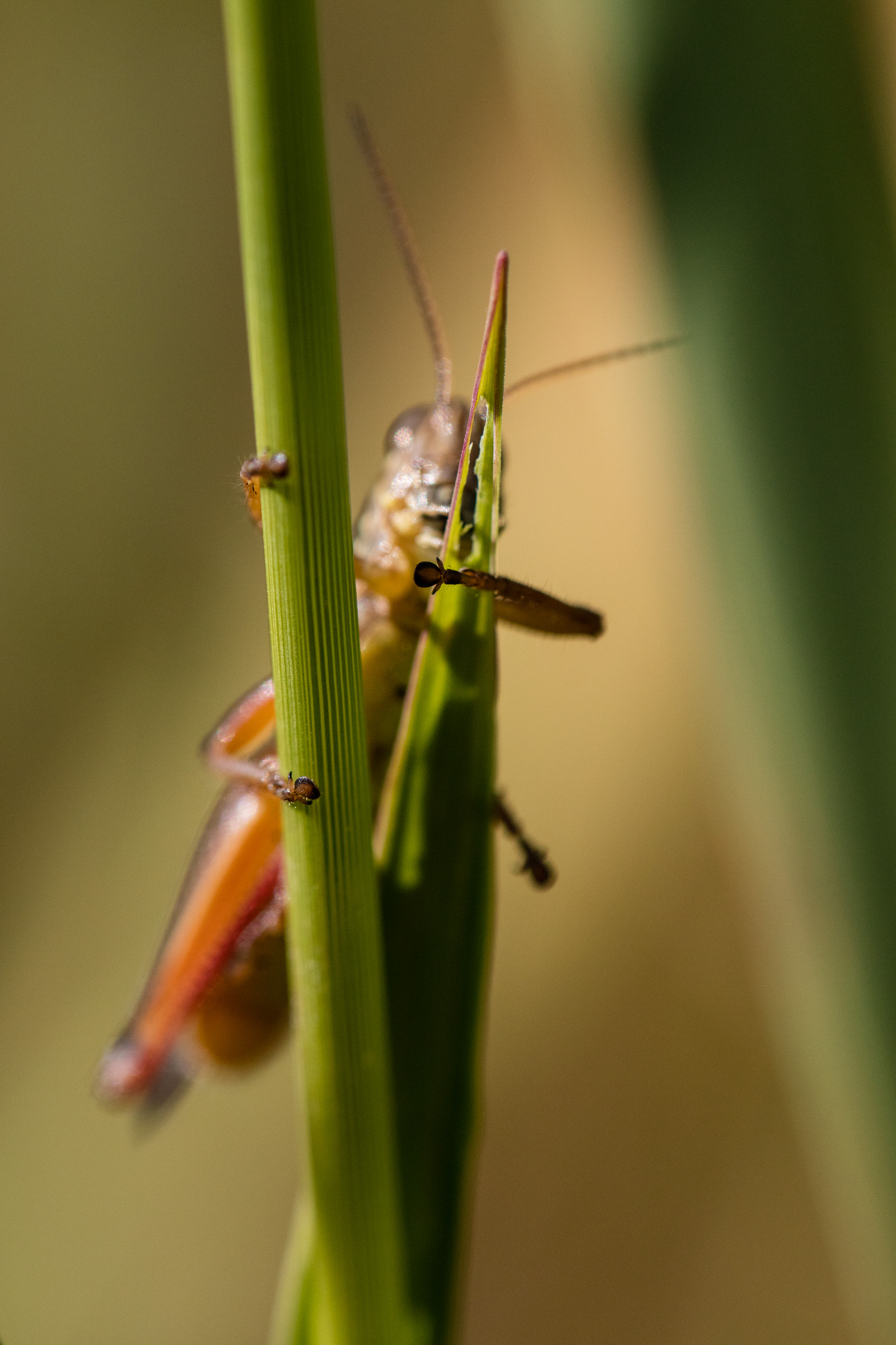 Grasshopper on Grass