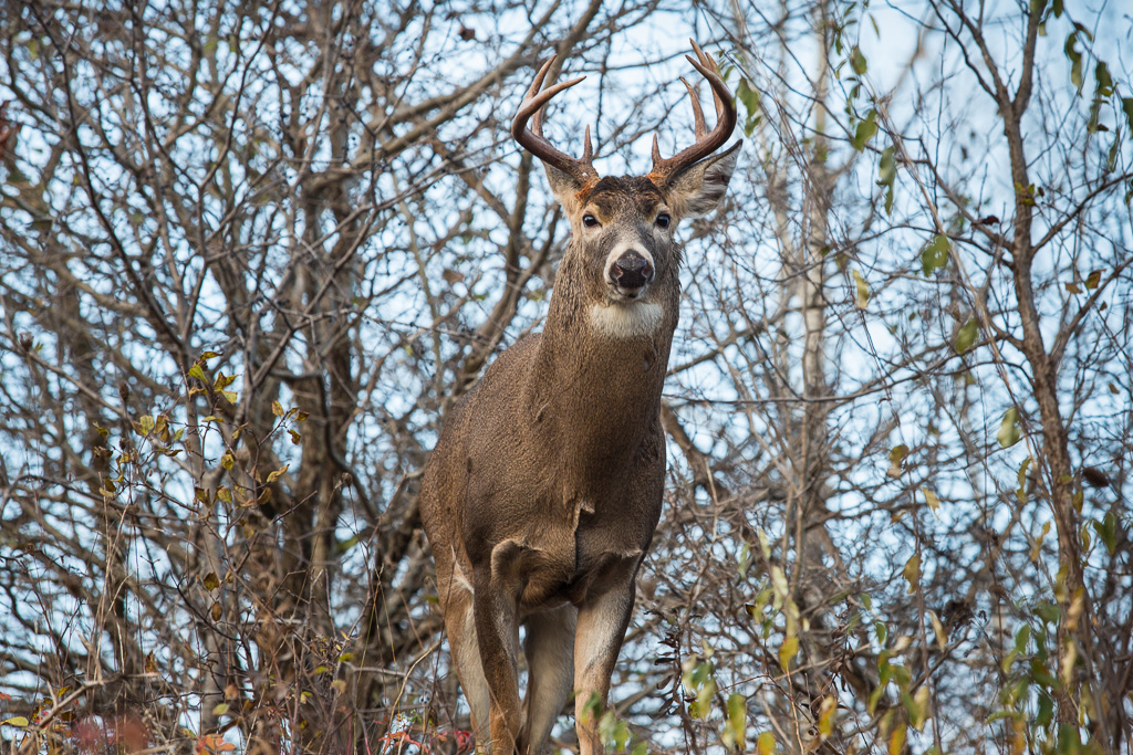 A buck appears on the rise of a hill with a thicket in the background.