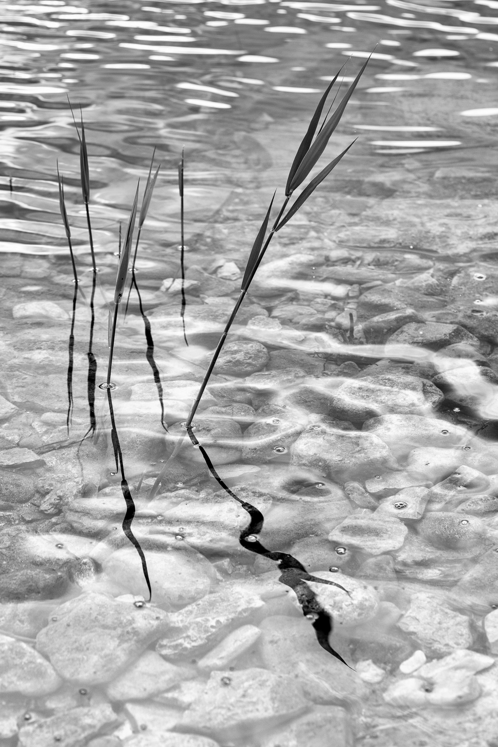 A black and white photograph of reeds extending from the water while their warped reflections appear on the surface of the water.