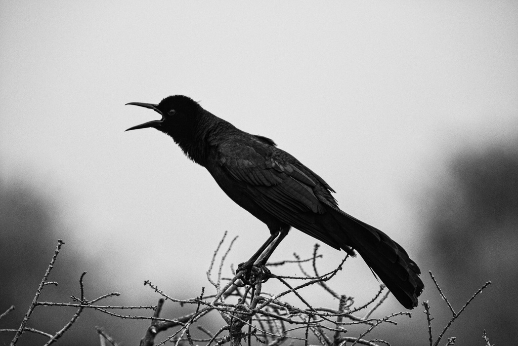 A black and white photograph of a black bird perched on a branch with its beak open as if singing.