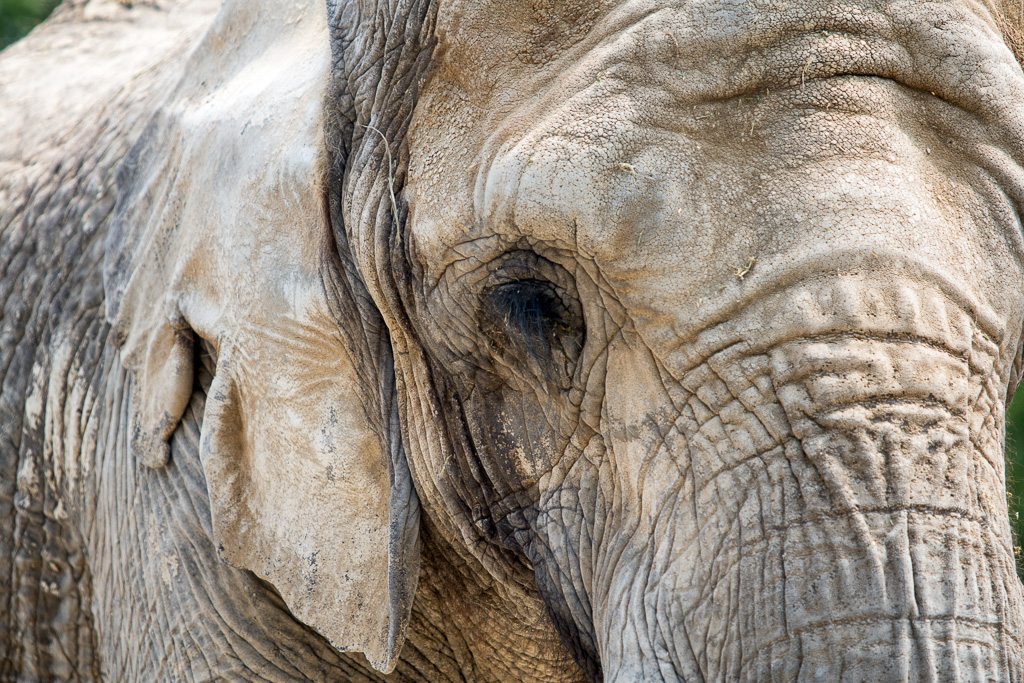 Close up photograph of an African elephant.